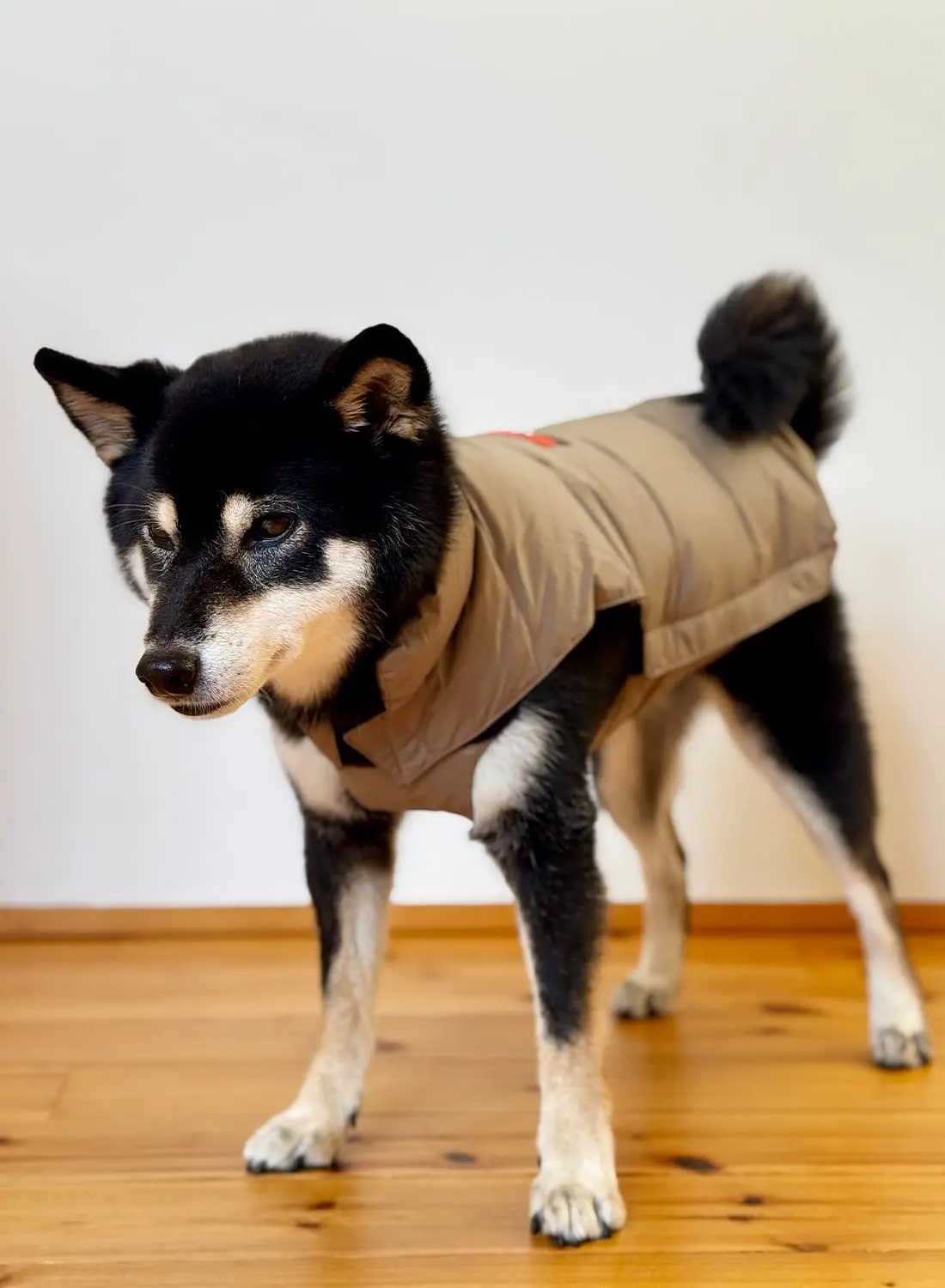 DOG DOWN JACKET - MOONLOID EXCLUSIVE|【MOONLOID別注】ドッグダウン